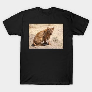 African Lion Cub After Feeding, Serengeti, Tanzania T-Shirt